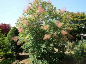 スモークツリー全体